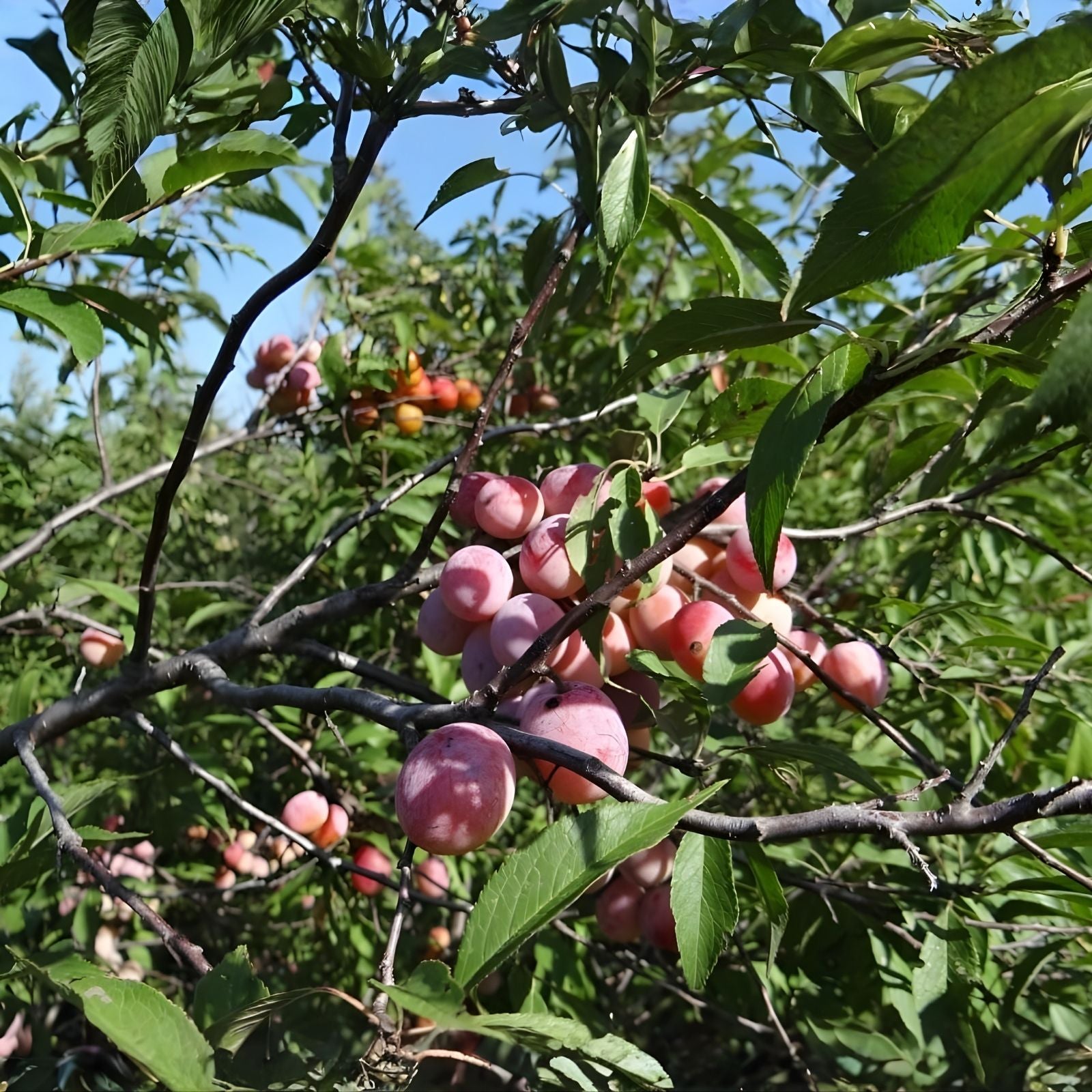 Wild Plum Tree Live Plant Set of 2, Prunus spp., 12-18" Bare Root, Hardy Zones 5-9, Fruit Tree, Freshly Dug, 1-2 Years Old