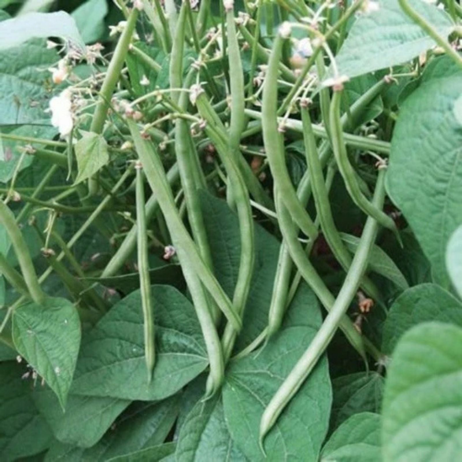 Topcrop Bush Bean Seeds – 100+ Green Phaseolus vulgaris Vegetable Seeds for Gardening, Edible Pods, Easy to Grow, Live Plant, Starter Plant