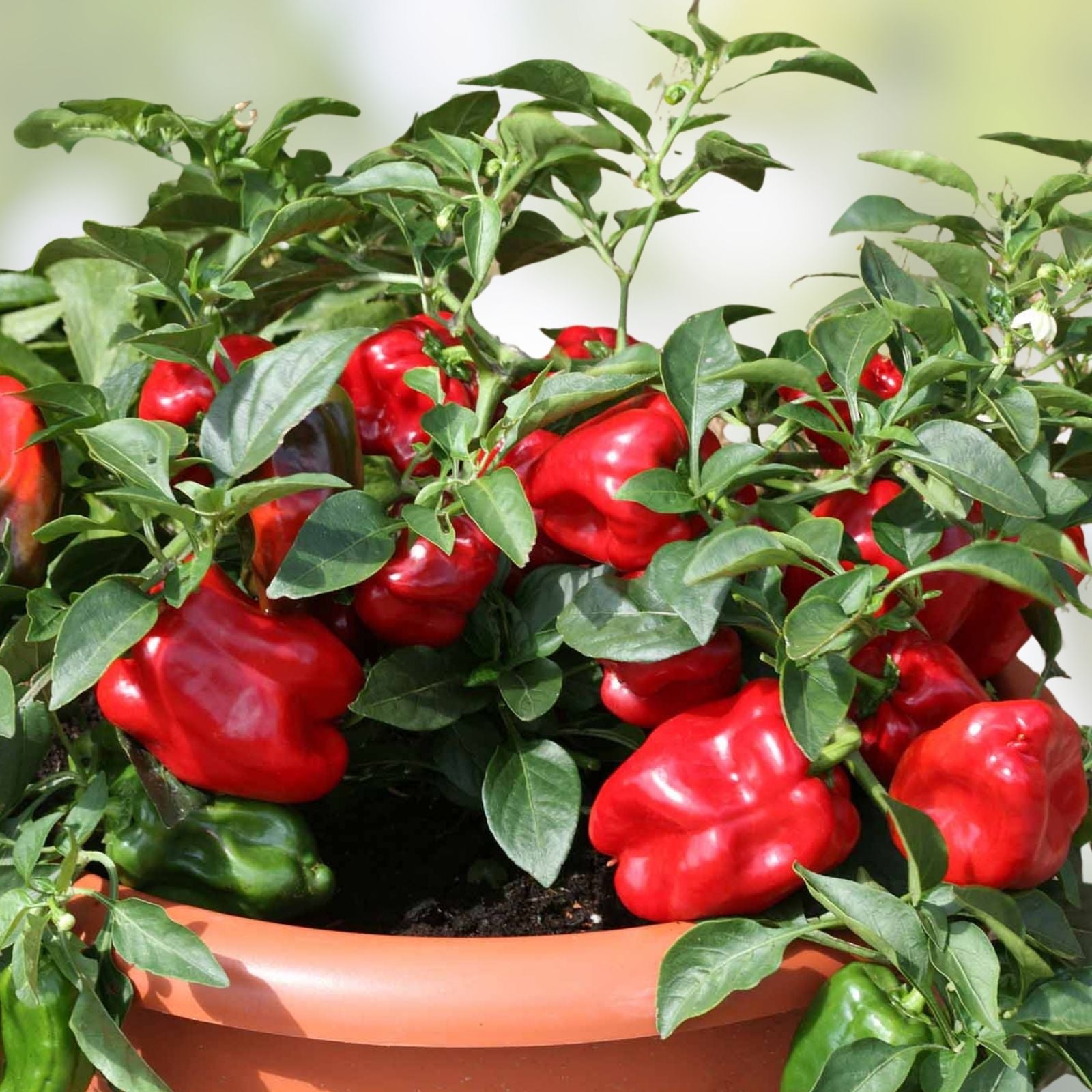 Organic Redskin Sweet Bell Pepper Seeds 20 Pack Non-GMO Capsicum annuum USA Grown Live Plant Cutting