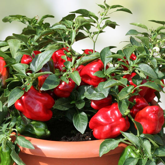 Organic Redskin Sweet Bell Pepper Seeds 20 Pack Non-GMO Capsicum annuum USA Grown Live Plant Cutting
