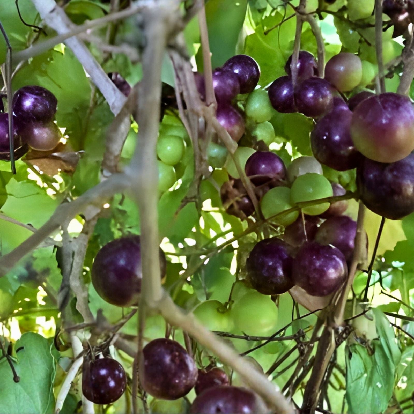 Scuppernong Muscadine Grape Seedling Vitis rotundifolia Live Plant Bare Root Vine for Garden Landscape