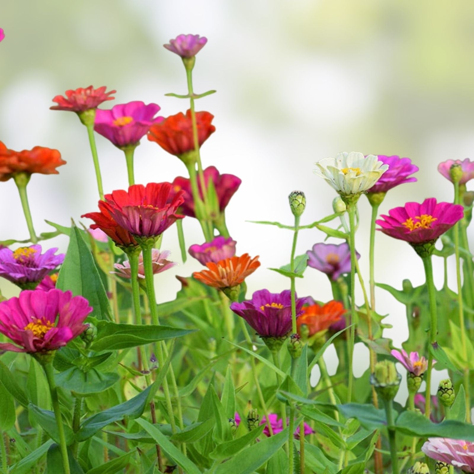 Zinnia elegans Seeds 100 Count Short Stuff Mix Colorful Annual Flower Garden Seeds Planting Kit