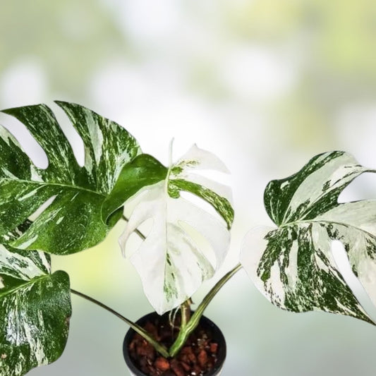 Monstera Albo Plant – Variegated Tropical Houseplant with 3-4 Leaves – Monstera Deliciosa Albo - Easy to Grow