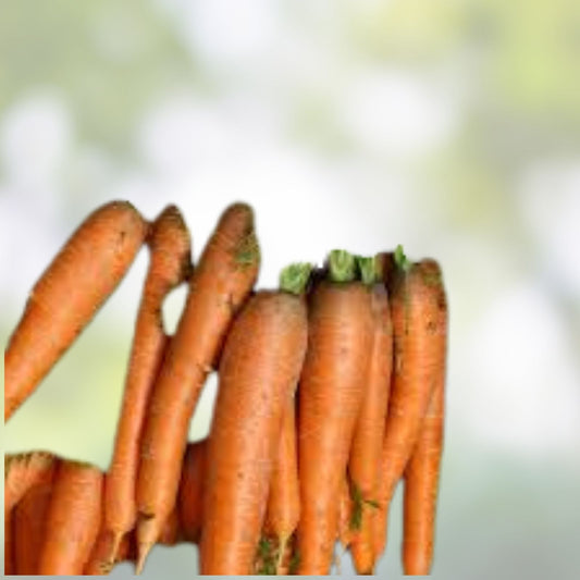 Heirloom Carrot Seeds Danvers 126 Organic Vegetable Seeds for Home Garden 50+ Starter Plants or Cuttings