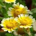 Garland Chrysanthemum Seeds 50+ Count | Chrysanthemum coronarium | Ornamental Flower Seeds | Golden Yellow Blooms