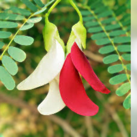 Hummingbird Tree Seed Mix Agati Flower Sesbania grandiflora Tropical Edible Landscaping Live Plant or Seed