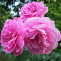 Rosa Damascena Cuttings - 10 Fresh Fragrant Rose Variety for Garden or Home Use - Rosa Damascena