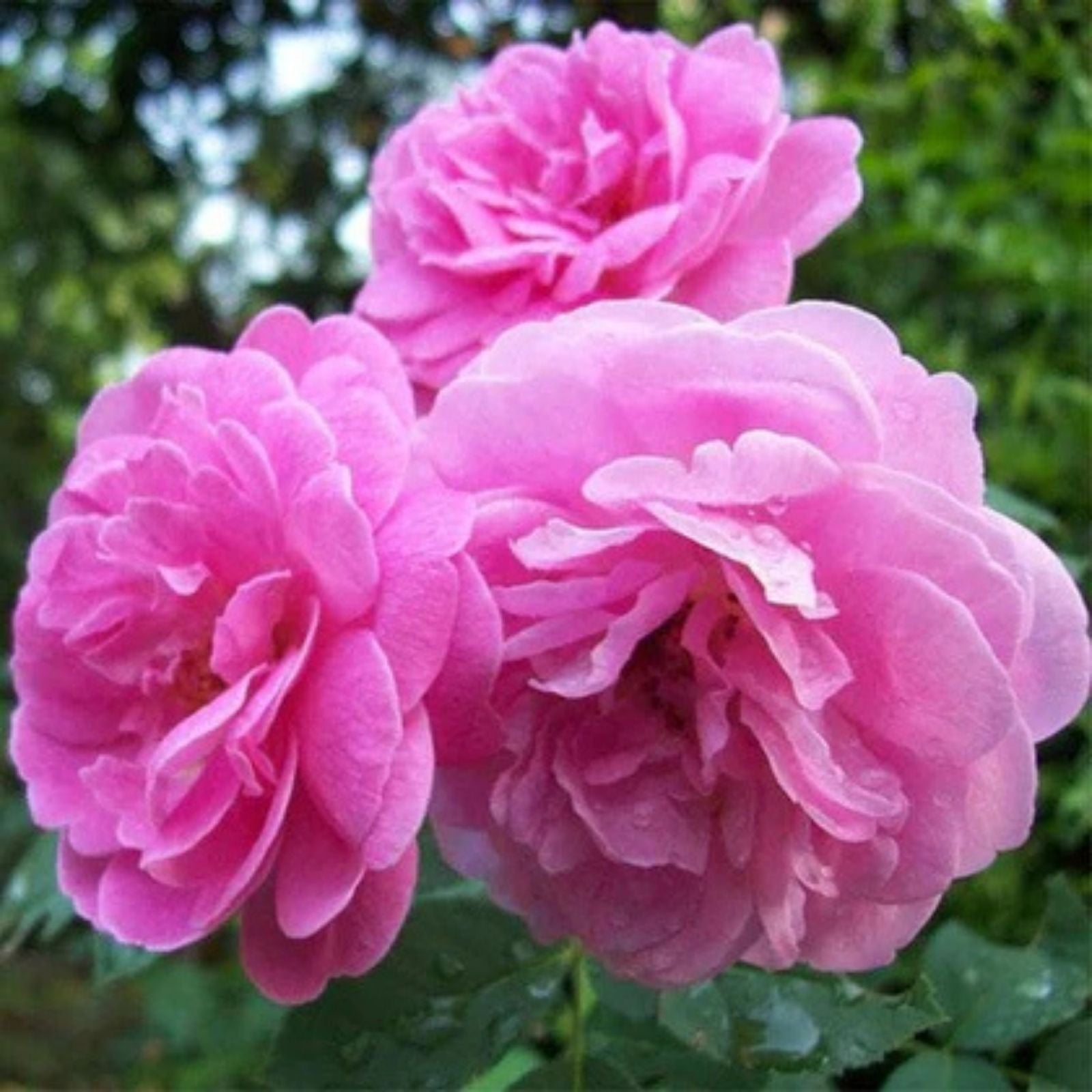 Rosa Damascena Cuttings - 10 Fresh Fragrant Rose Variety for Garden or Home Use - Rosa Damascena