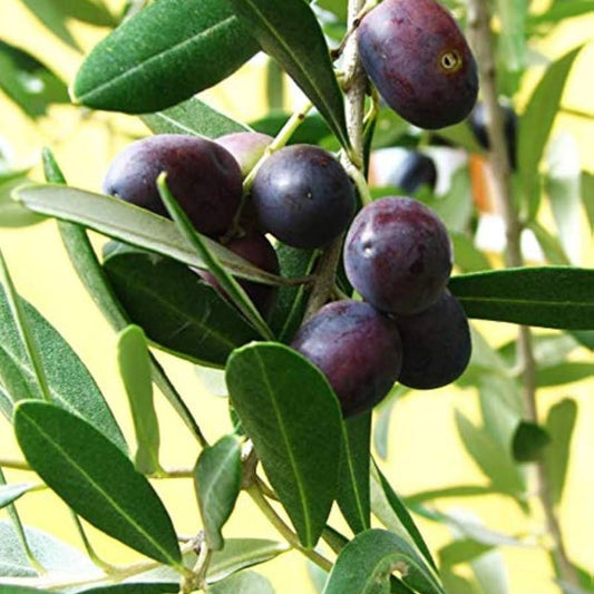 Olive Tree Seeds, Fruit Bearing, Drought Tolerant, Olea europaea, Garden Tree, 10 Seeds for Planting, Live Starter Plant, Fast Shipping