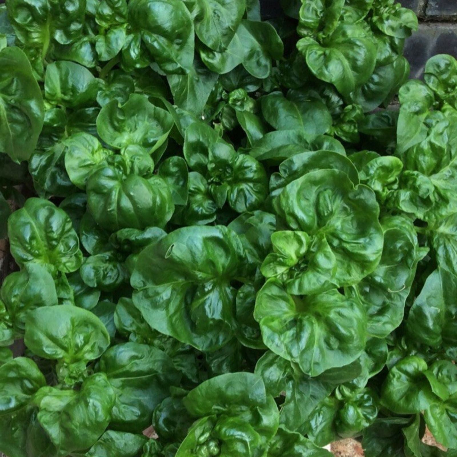 Brazilian Spinach Cuttings, Edible Organic Sissoo Spinach, Samba Lettuce, 4-5 inch live plant starter, houseplant, herb, vegetable