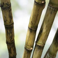 6 pcs Green Sugarcane Cuttings | Live Plant | Sweet Juicy Saccharum officinarum | Ready to Plant | Bare Root Starter Plant