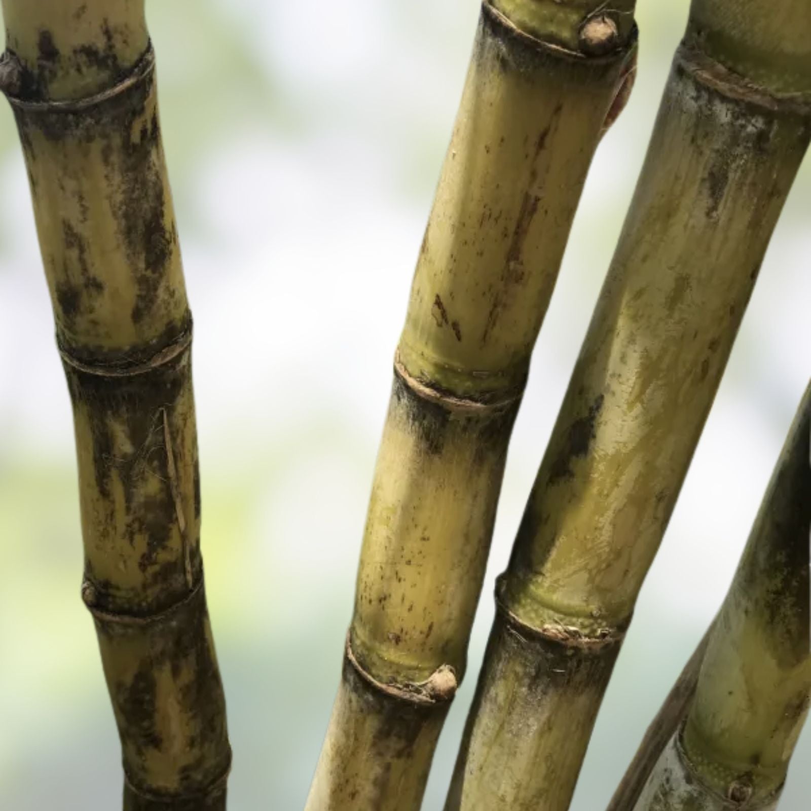 6 pcs Green Sugarcane Cuttings | Live Plant | Sweet Juicy Saccharum officinarum | Ready to Plant | Bare Root Starter Plant