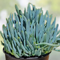 Blue Chalk Sticks Succulent Cutting - Healthy Live Plant - Senecio mandraliscae - Easy Care Indoor Succulent - Fast Growing