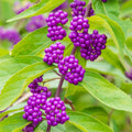 French Mulberry Purple Beauty Berry Bush Cutting Callicarpa Americana 12 Live Starter Plant