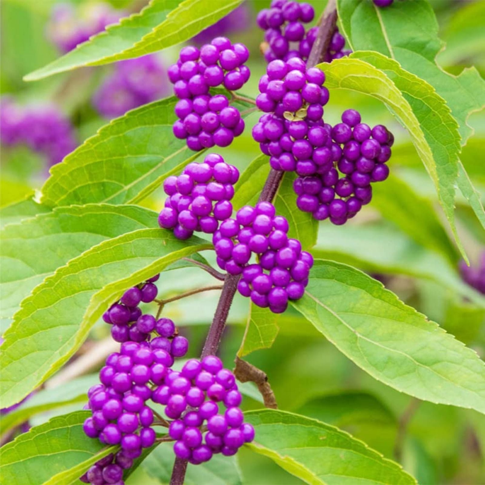 French Mulberry Purple Beauty Berry Bush Cutting Callicarpa Americana 12 Live Starter Plant