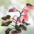 Rooted Philodendron Cutting - Jose Bueno Variety - Indoor Houseplant for Home Decor - Philodendron Jose Bueno - Easy to Grow