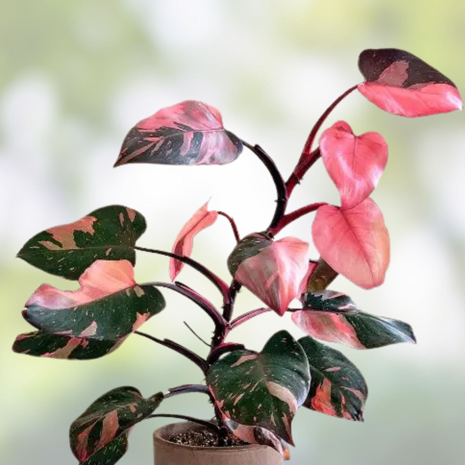 Rooted Philodendron Cutting - Jose Bueno Variety - Indoor Houseplant for Home Decor - Philodendron Jose Bueno - Easy to Grow