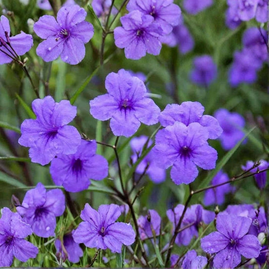 Mexican Petunia Rhizome Cuttings Ruellia simplex 6 Pack Live Plant Vibrant Blooms Garden Planting Material