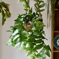 Shark's Tooth Fern Cactus Cutting Selenicereus chrysocardium Live Plant Succulent Green Foliage Easy to Grow