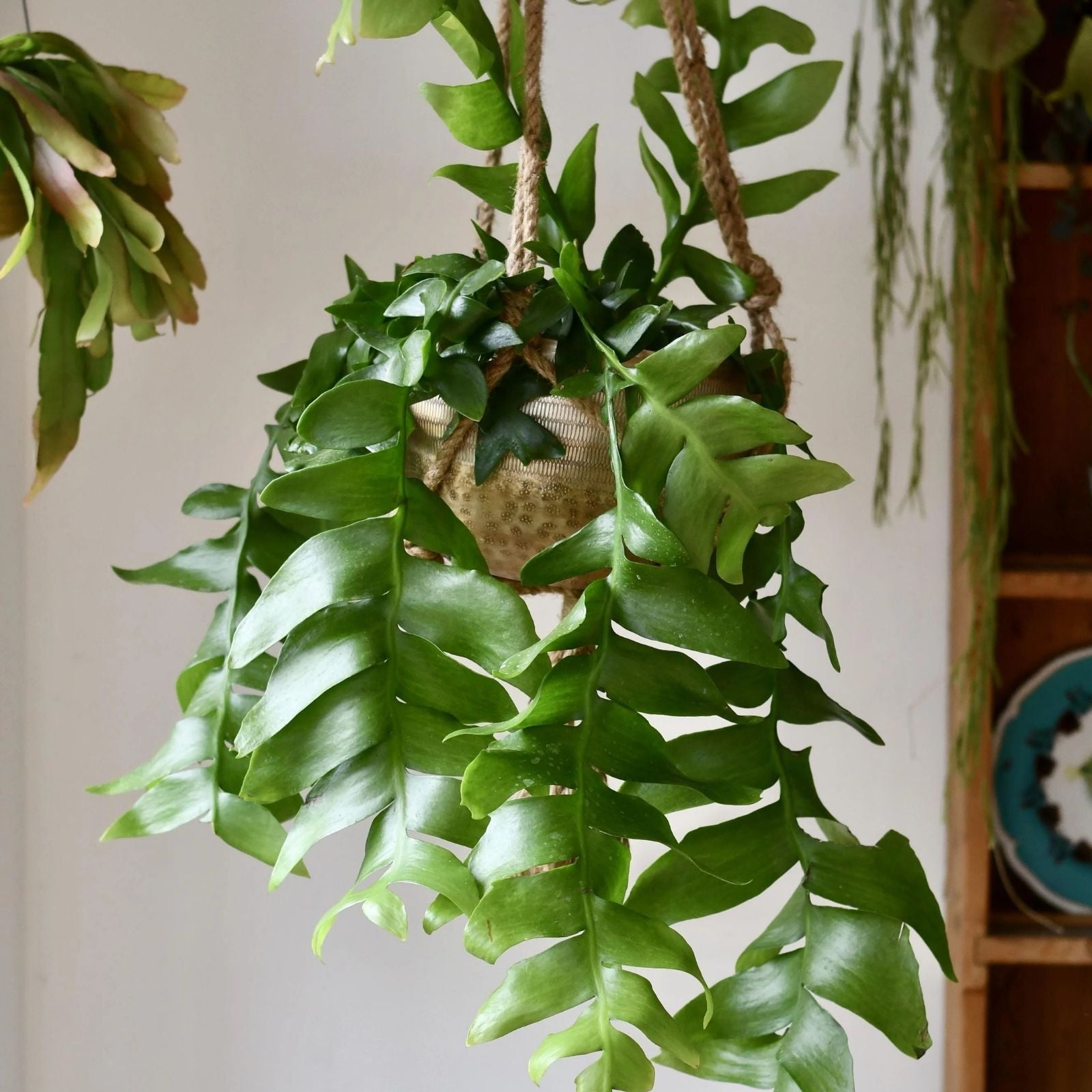 Shark's Tooth Fern Cactus Cutting Selenicereus chrysocardium Live Plant Succulent Green Foliage Easy to Grow