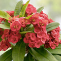 Crown of Thorns Cuttings, Euphorbia Milii, 6 Unrooted Live Succulent Plants, Indoor Houseplant, Colorful Drought Tolerant Plant