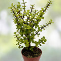 Dwarf Wandering Jew Plant - Indoor Houseplant with Green Foliage - Tradescantia Minima - Bolivian Chain Plant