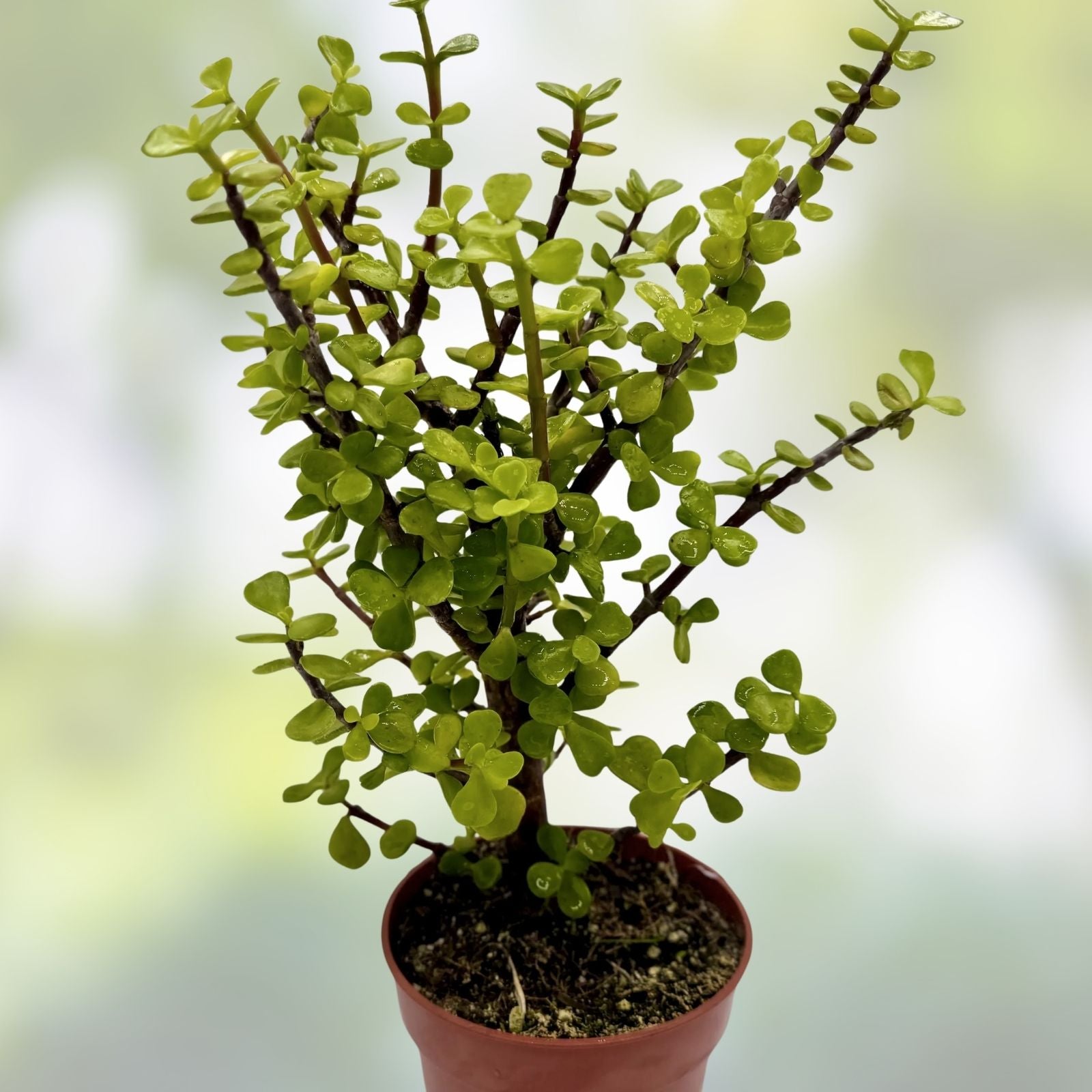 Dwarf Wandering Jew Plant - Indoor Houseplant with Green Foliage - Tradescantia Minima - Bolivian Chain Plant