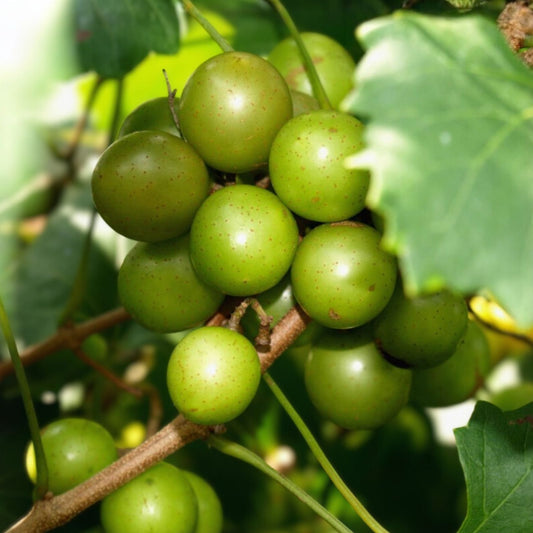 Scuppernong Muscadine Grape Seedlings 2-Pack – Vitis rotundifolia – Live Vine for Garden Landscaping and Growing