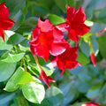 Red Mandevilla Vine Cuttings - 2 Pieces with Root Sprouts - Tropical Climbing Plant for Garden and Patio - Mandevilla sanderi