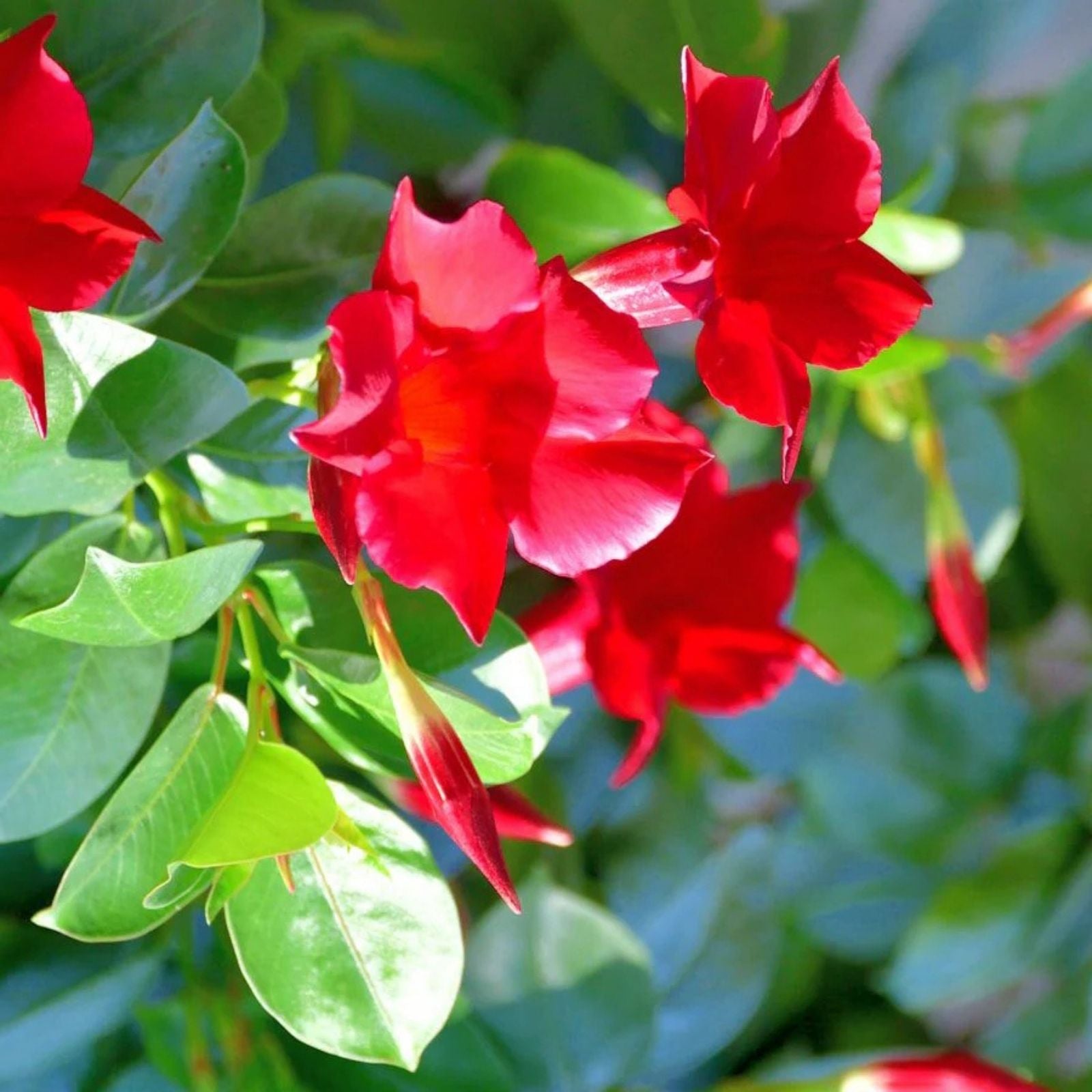 Red Mandevilla Vine Cuttings - 2 Pieces with Root Sprouts - Tropical Climbing Plant for Garden and Patio - Mandevilla sanderi