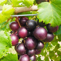 Scuppernong Muscadine Grape Seedlings 2-Pack | Vitis rotundifolia | Fruit Bearing Grape Plants | Fast Growing Vine | Live Plant