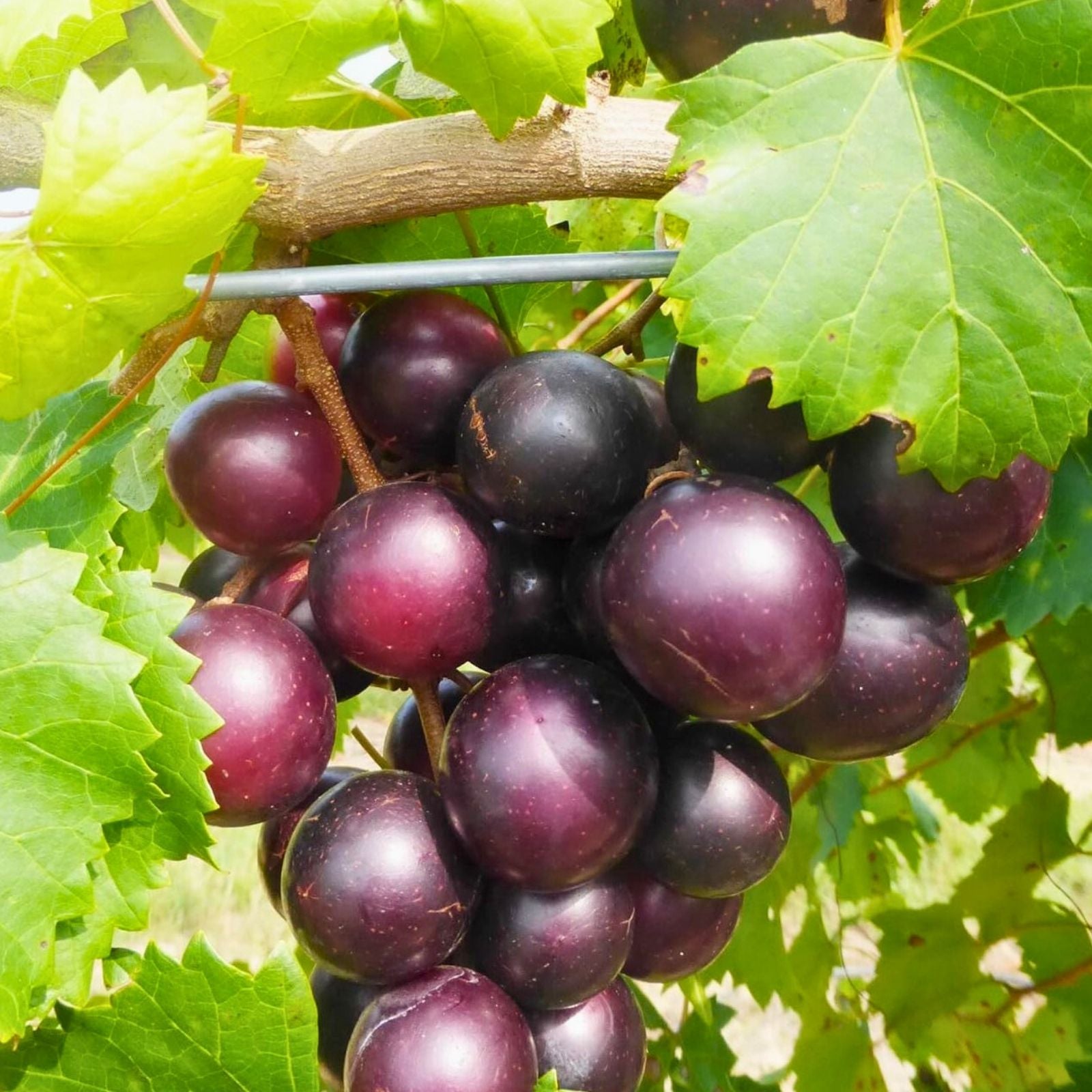 Scuppernong Muscadine Grape Seedlings 2-Pack | Vitis rotundifolia | Fruit Bearing Grape Plants | Fast Growing Vine | Live Plant