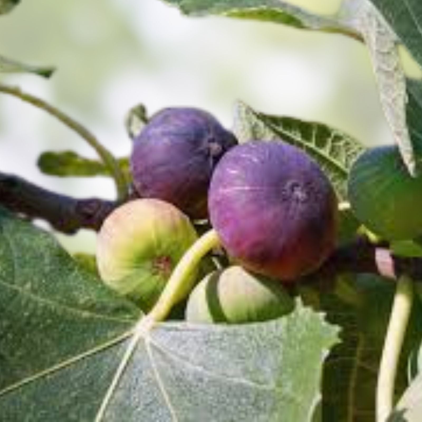 Fig Tree Cuttings Ronde de Bordeaux Black Ficus carica Edible Fruit Starter Plant 6 Pieces