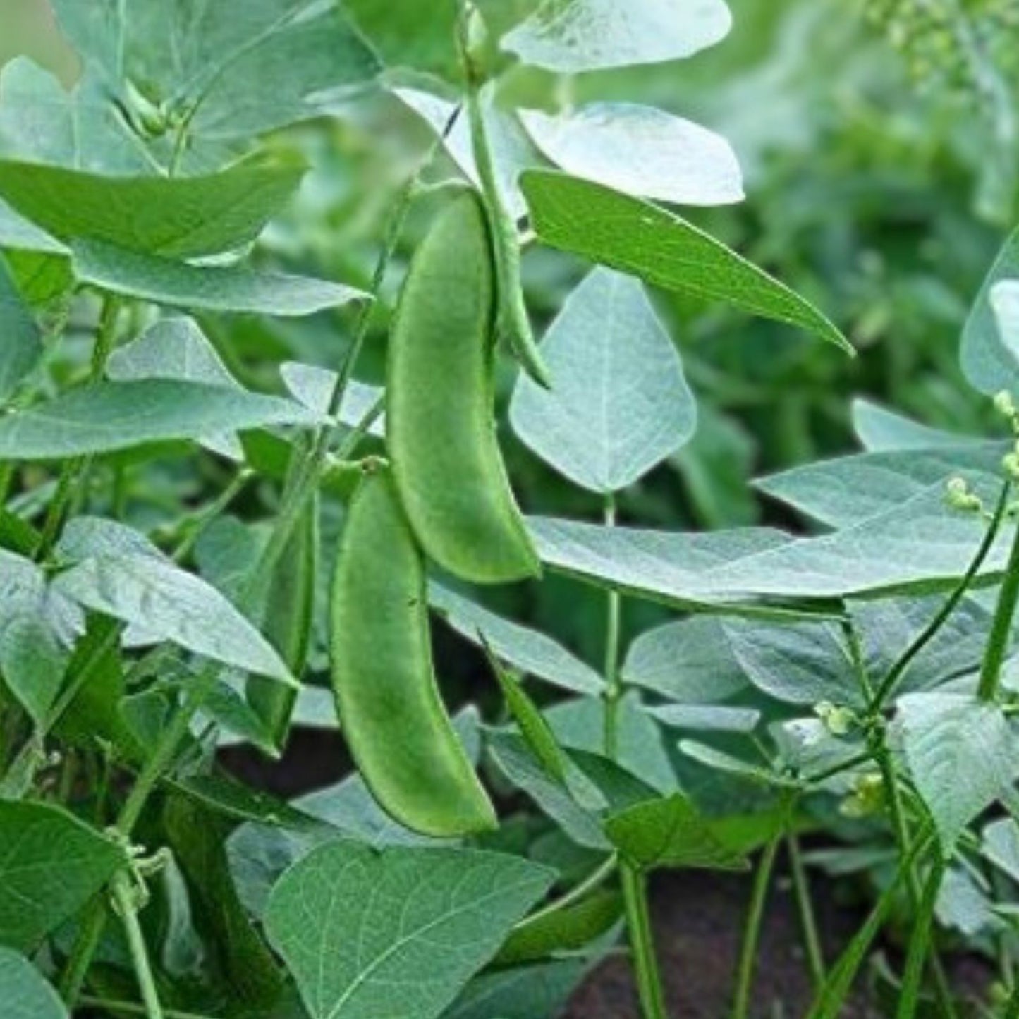 Non-GMO Lima Bean Seeds Henderson Bush Phaseolus lunatus Edible Starter Plant 50+