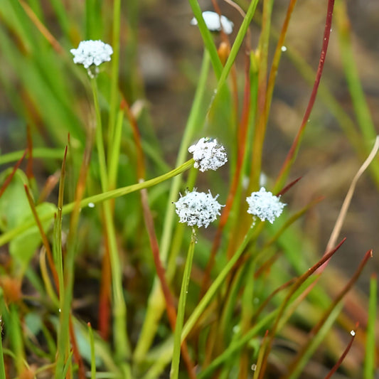 Pipewort Live Plant Eriocaulon koernickianum Rare Aquatic Wetland Native Freshwater Aquarium Plant