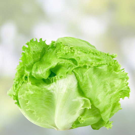 Iceberg Lettuce Seeds Heirloom Non-GMO 1000 Seeds Lactuca sativa Salad Greens Vegetable Seeds