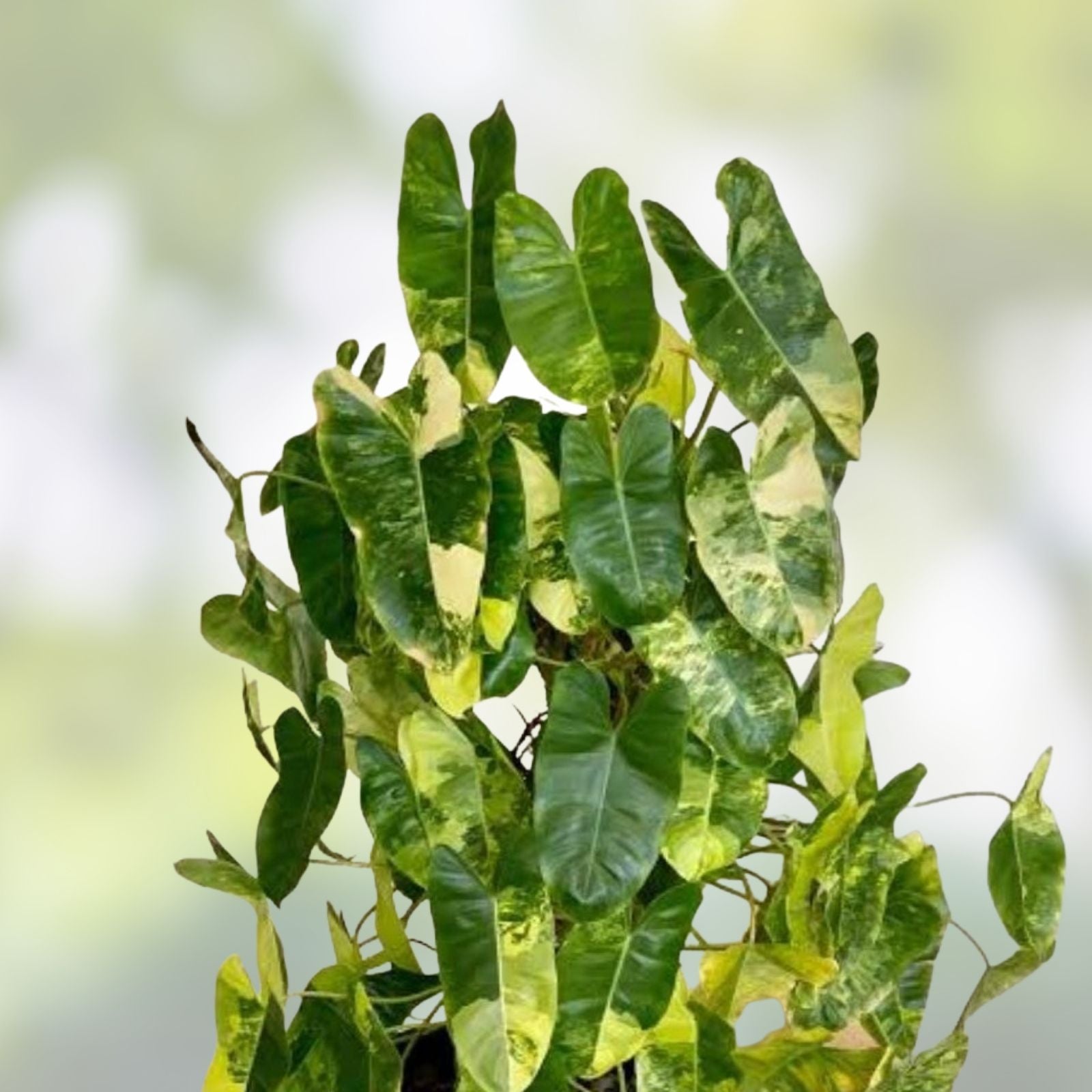 Philodendron Burle Marx Cutting with Roots – Live Indoor Outdoor Houseplant – Starter Plant, Houseplant, Green Plant