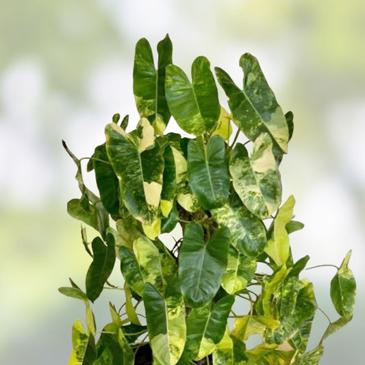 Philodendron Burle Marx Cutting with Roots – Live Indoor Outdoor Houseplant – Starter Plant, Houseplant, Green Plant