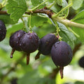 Black Velvet Gooseberry Starter Plant – Ribes nigrum – Live Berry Bush – Superfood Fruit Plant – Zones 3-8