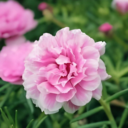 Moss Rose Cuttings 10 Unrooted Pink and White Portulaca Grandiflora for Gardening, Succulent Plant Propagation