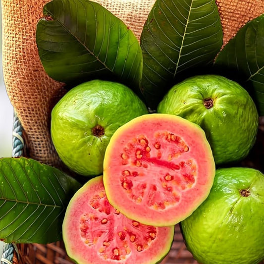 Guava Fruit Tree Seeds 100 Pack – Tropical Psidium guajava Edible Plant Seeds for Gardening and Growing – Non-GMO