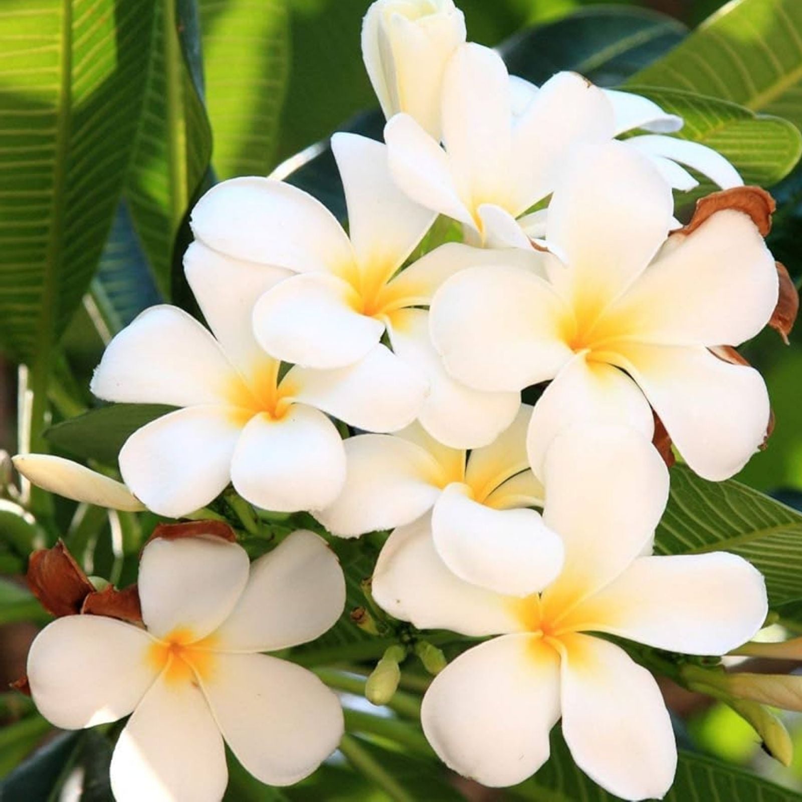Plumeria Cuttings 8-10" Single Tip Frangipani Live Plant Tropical Flower Houseplant