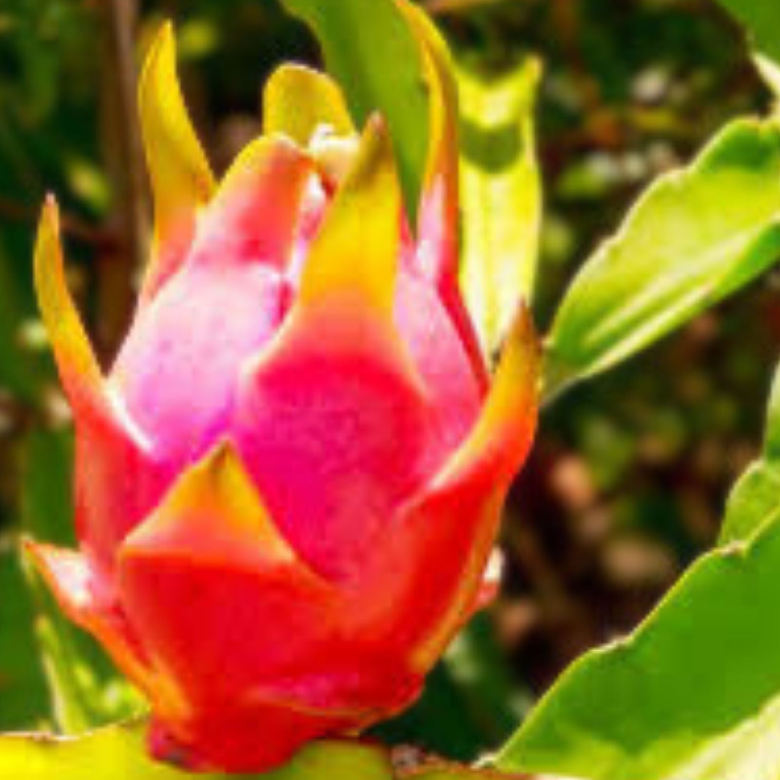 Red Dragon Fruit Seeds 50 Pack Hylocereus undatus Organic Non-GMO Live Plant Cutting