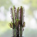 African Milk Tree Cuttings - Euphorbia trigona Succulent Plant - Easy Care Indoor Outdoor Greenery - Fast Shipping