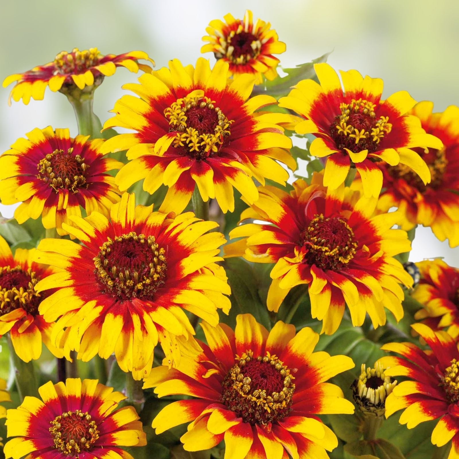 Zinnia Seeds 25 Organic Sombrero Variety Flower Seeds for Garden, Zinnia elegans, USA Grown, Colorful, Live Plant, Cutting, Starter Plant