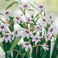 Gladiolus Bulbs 10 Pack Acidanthera Murielae White Summer Blooming Flowers Garden Bulbs Live Plant