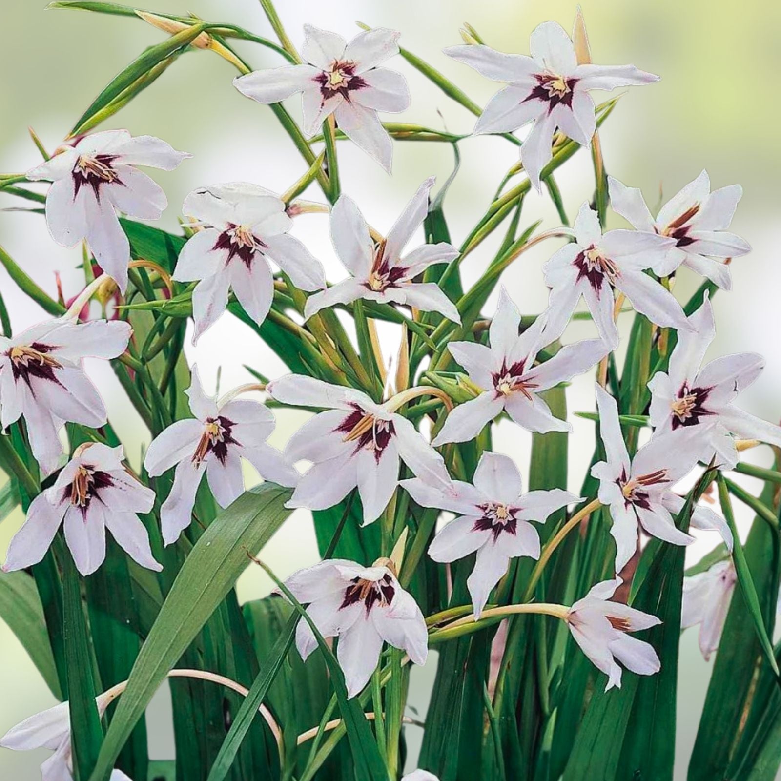 Gladiolus Bulbs 10 Pack Acidanthera Murielae White Summer Blooming Flowers Garden Bulbs Live Plant