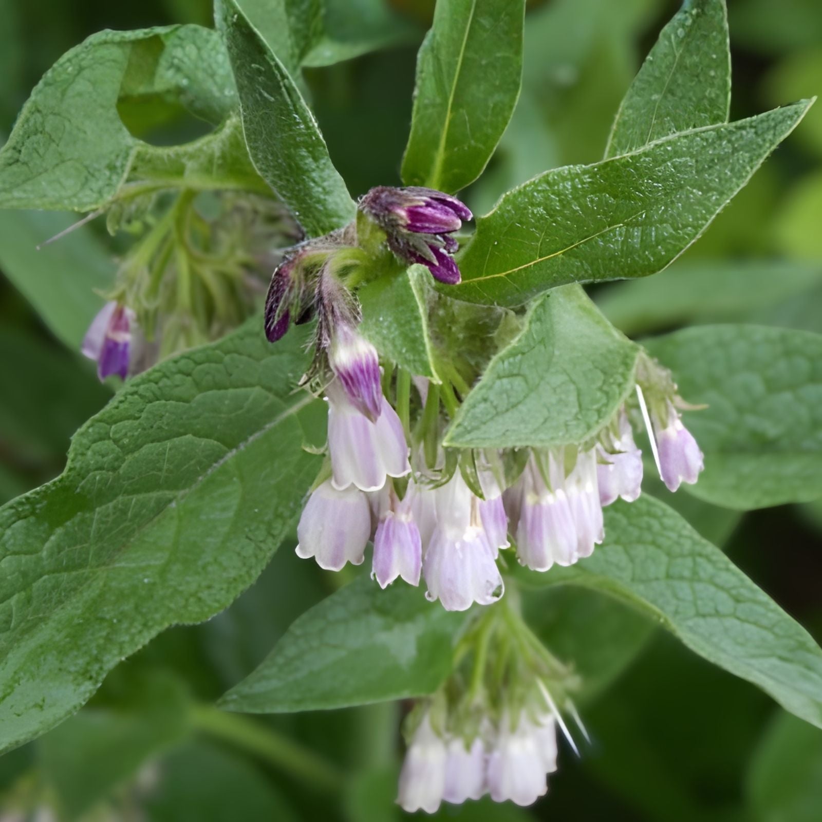 Russian Comfrey Root Cuttings Bocking 14 Organic Medicinal Plant Starter Pack 3/4-1.5 Inch