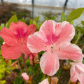 Cavendish Azalea Starter Plant - Multi Color Peachy Pink Blooms - Rhododendron Garden Flower Shrub - Fast Growing