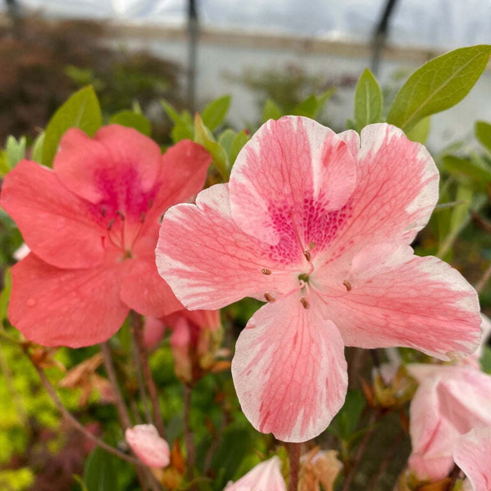 Cavendish Azalea Starter Plant - Multi Color Peachy Pink Blooms - Rhododendron Garden Flower Shrub - Fast Growing